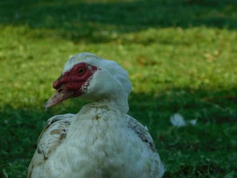White goose Stock Photos