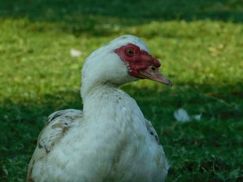 White goose Stock Photos