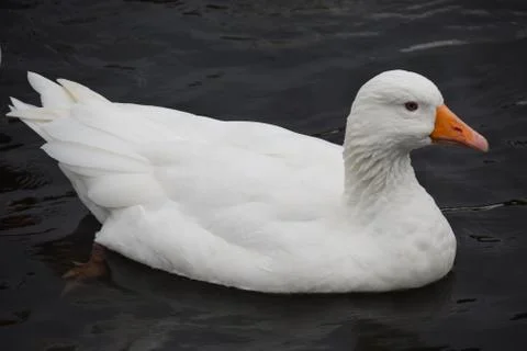 White Goose Stock Photos