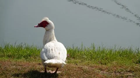 White goose. 库存照片