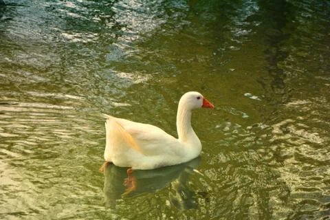 White Goose Stock Photos