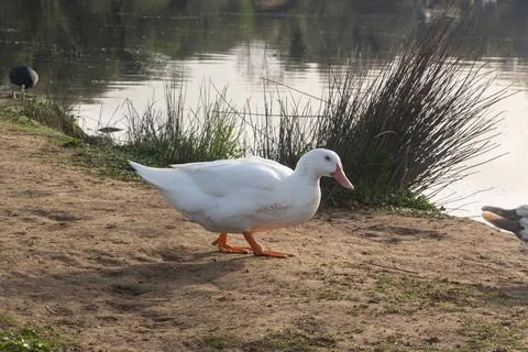 White goose Stock Photos
