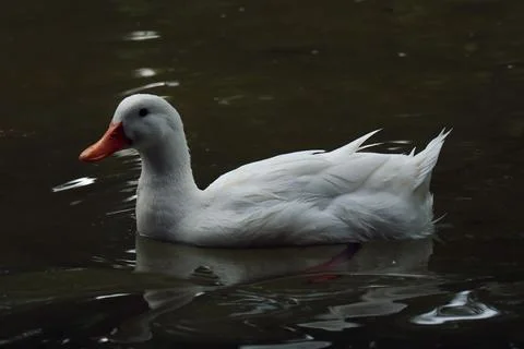White goose Stock Photos
