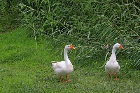 White goose Foto stock