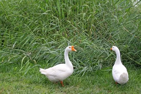 White goose Stock Photos