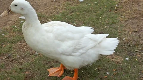 White goose playing in the grass Stock Footage 255100683