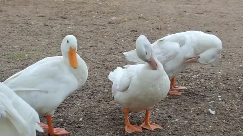 White goose playing in the grass Stock Footage 255100707