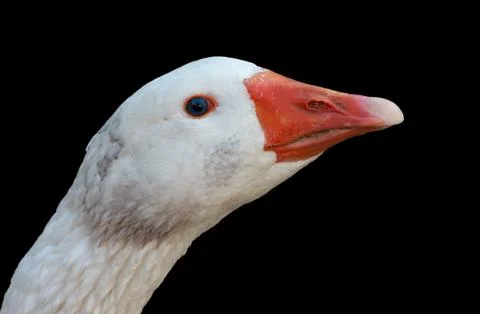 White goose  ( portrait ) Stock Photos