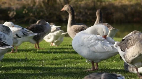 White goose preening feathers among gray geese on green grass 库存影片 297790925