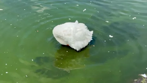 White goose preening feathers and swimming in green water pond Stock Footage 340492707