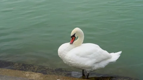 White Goose Preening Feathers by the River Bank Stock Footage 317237015