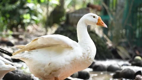White Goose Preening Feathers Under Sunlight In Rural Garden 4K Stock Footage 322148066