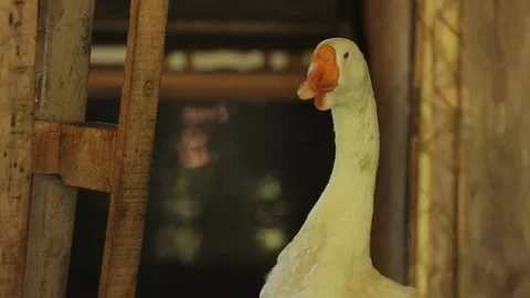 The white goose puffs close-up. Stock Footage 216125567
