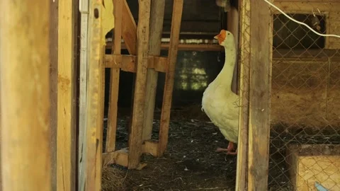 The white goose puffs close-up. Stock Footage 216134551