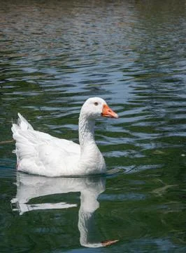 White Goose Reflection 写真素材