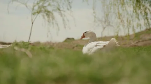 A white goose resting on the grass Stock Footage 320268288