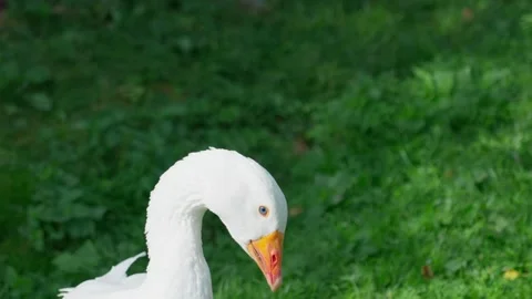 White goose shakes its head from side to side Stock Footage 326318828