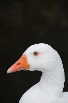 White goose side 写真素材