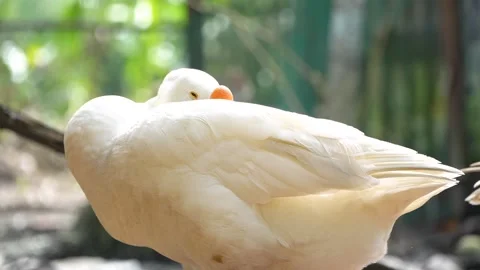 White Goose Sleeping Standing With Head Tucked In Wing 4K Stock Footage 322148015
