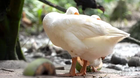 White Goose Sleeping Standing With Head Tucked In Wing 4K Stock Footage 322148033