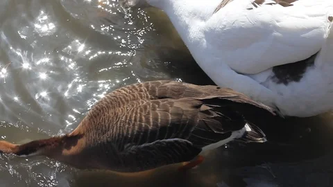 White goose on spring pond. Stock Footage 106711278