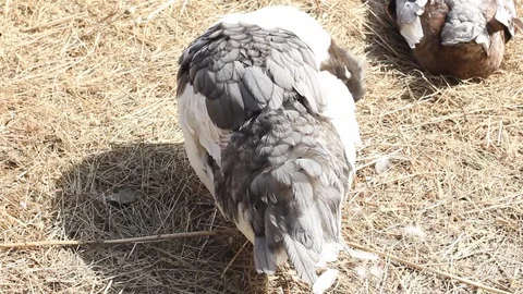 White goose on spring pond. Stock Footage 106711338