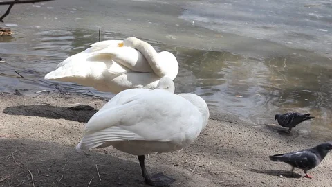 White goose on spring pond. Stock Footage 106711416