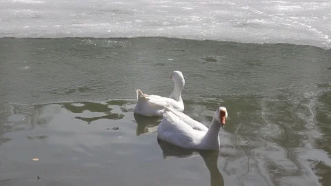 White goose on spring pond. Stock Footage 106711430