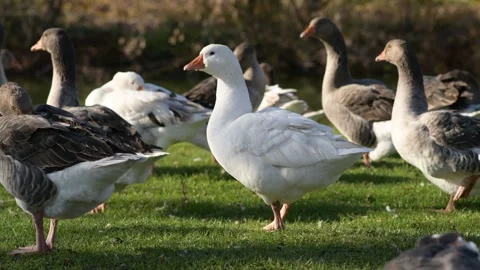 White goose standing among gray geese, then walking on green grass 库存影片 297790975