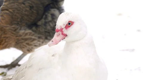 White goose surrounded by white snow. 스톡 동영상 117929662
