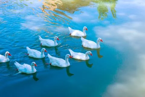White goose Swimming Stock Photos