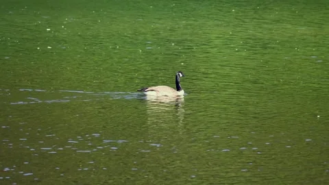 White goose swimming in pond Stock Footage 285226514