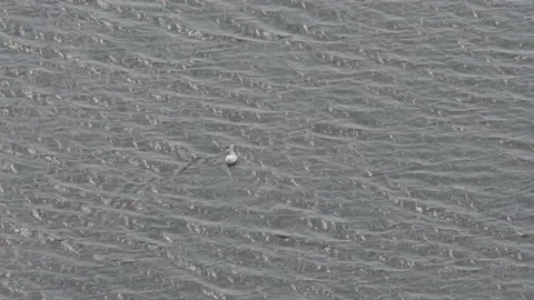 White goose swims on the waves in the river Stock Footage 135501694