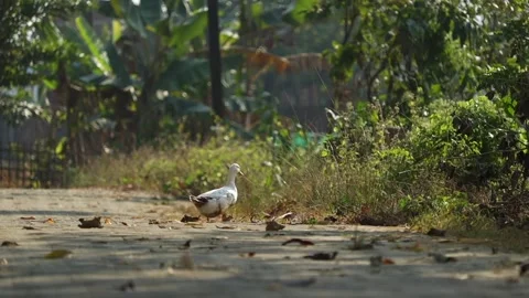 White Goose Walking Alone on Quiet Rural Village Road Video stock 325332637