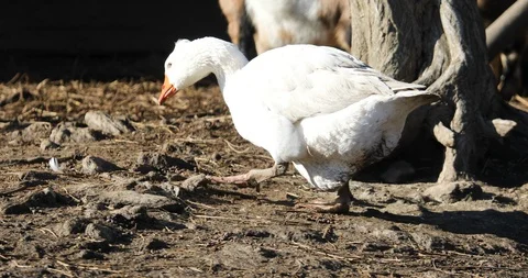White goose walking around the yard Vidéo 123084701
