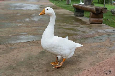 White Goose Walking on a Park Path Outdoors Stock Photos