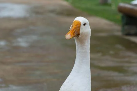 White Goose Walking on a Park Path Outdoors Stock Photos