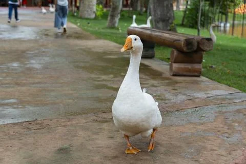 White Goose Walking on a Park Path Outdoors Stock Photos