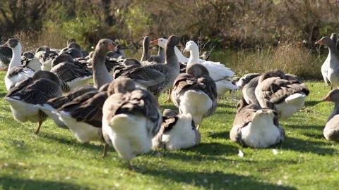 White goose walking through a flock of gray geese on green grass 库存影片 297790520