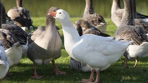 White goose walking through a flock of gray geese on green grass 库存影片 297790900