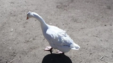 White goose walking through sunny rural farmyard Stock Footage 334399672