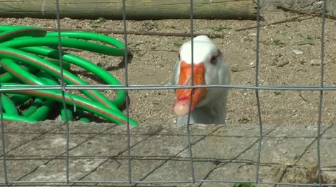 A white goose/duck looks at the camera (close up). Vídeos de archivo 49130943