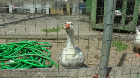 A white goose/duck looks at the camera Stockbeeldmateriaal 49130913