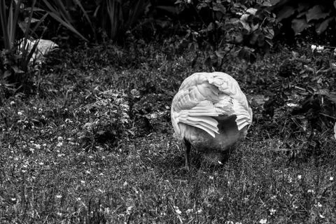 White goose's back Stock Photos