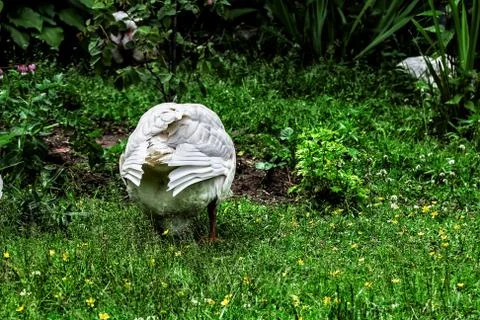 White goose's back Stock Photos