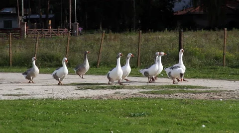 White Gooses HD Stock Footage 40712501