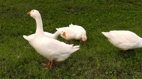 White gooses on the lawn Stock Footage 78311802