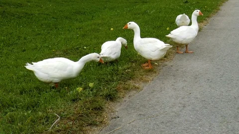 White gooses on the lawn Stock Footage 78422697