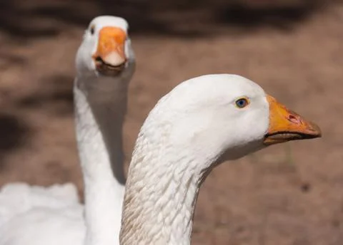 White gooses Stock Photos