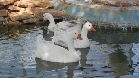 White gooses Stock Photos